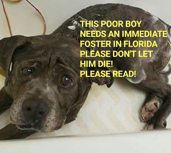 Dante has $2000.00 in pledges &amp; a rescue but needs #Urgent #Foster 🆘 Needs to relax in foster setting.
He’s at #Palm #Beach #Cty #Florida #Animal #Control #FL 
#A1922325
Call (561)-233-1200 to #Foster or email: sdannele@pbcgov.org 
(561)-233-1252 🆘🙏👇🏻👇🏻👇🏻👇🏻👇🏻#Urgent