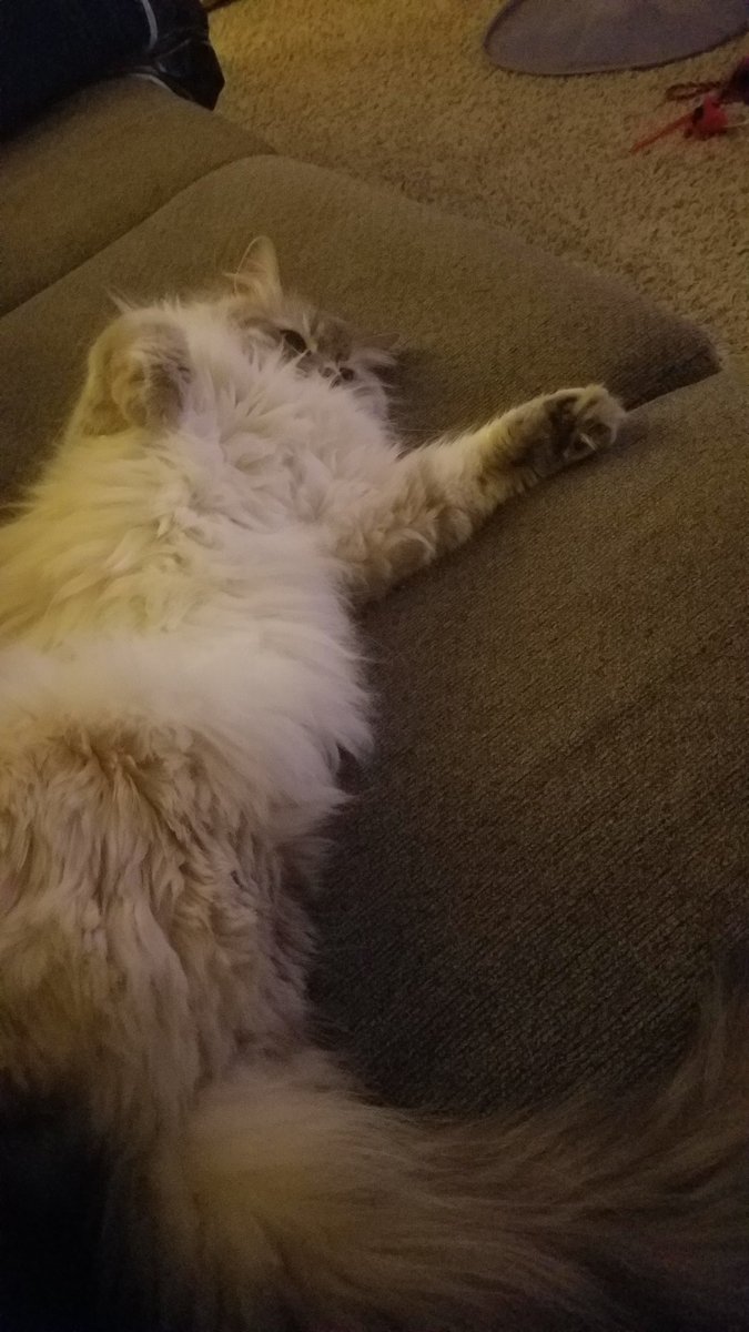 ProbeefTV's tweet photo. Yo yo to all my phat cats out der we live hella early https://t.co/LcxO26Derx