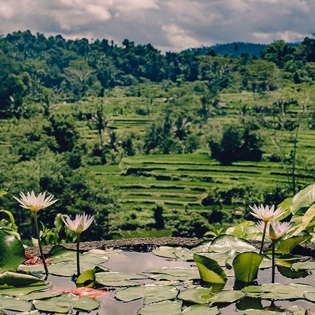 iwannaseeit's tweet image. A secret garden that overlooks lush rice terraces in the village of sidemen #bali. It’s one of those places that I shouldn’t really have been but pleased I was.  It was a garden of a luxurious villa that was being renovated so grabbed the opportunity and… ift.tt/2zZm3lS