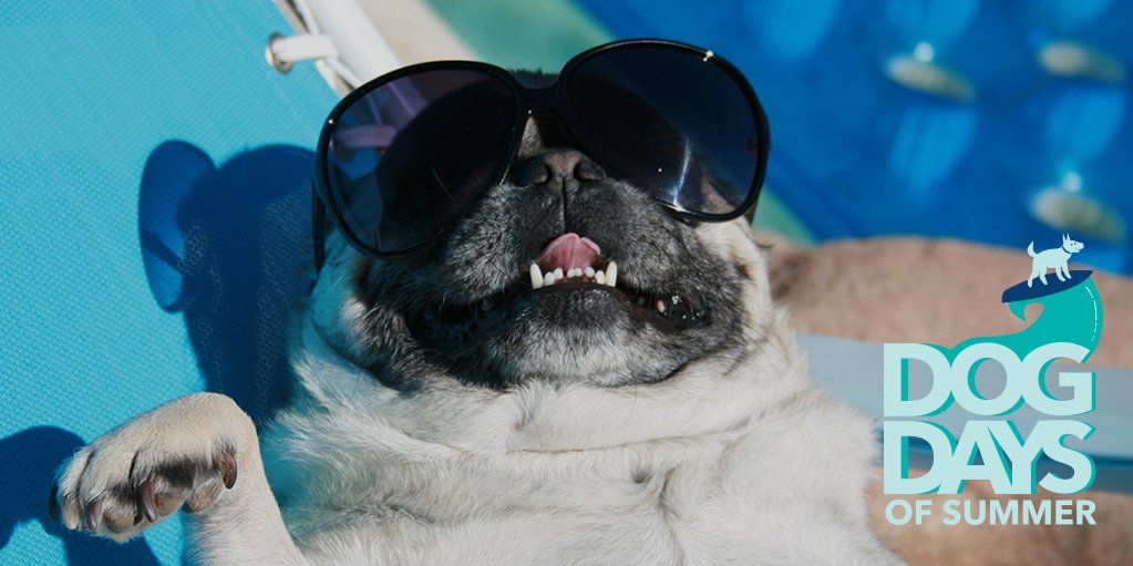 OneMain's tweet photo. Do you have a great picture of your dog enjoying the #OMFDogDays of summer? We want to see it! Reply with a photo of just your dog and share. #PuparazziOMF https://t.co/DvRz6Bswc8