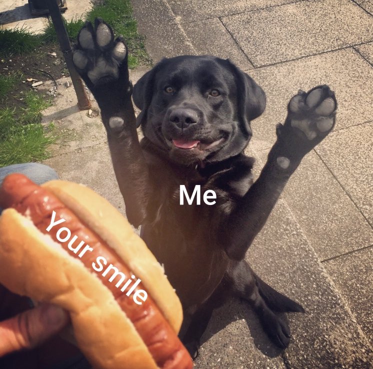 WholesomeMeme's tweet image. 