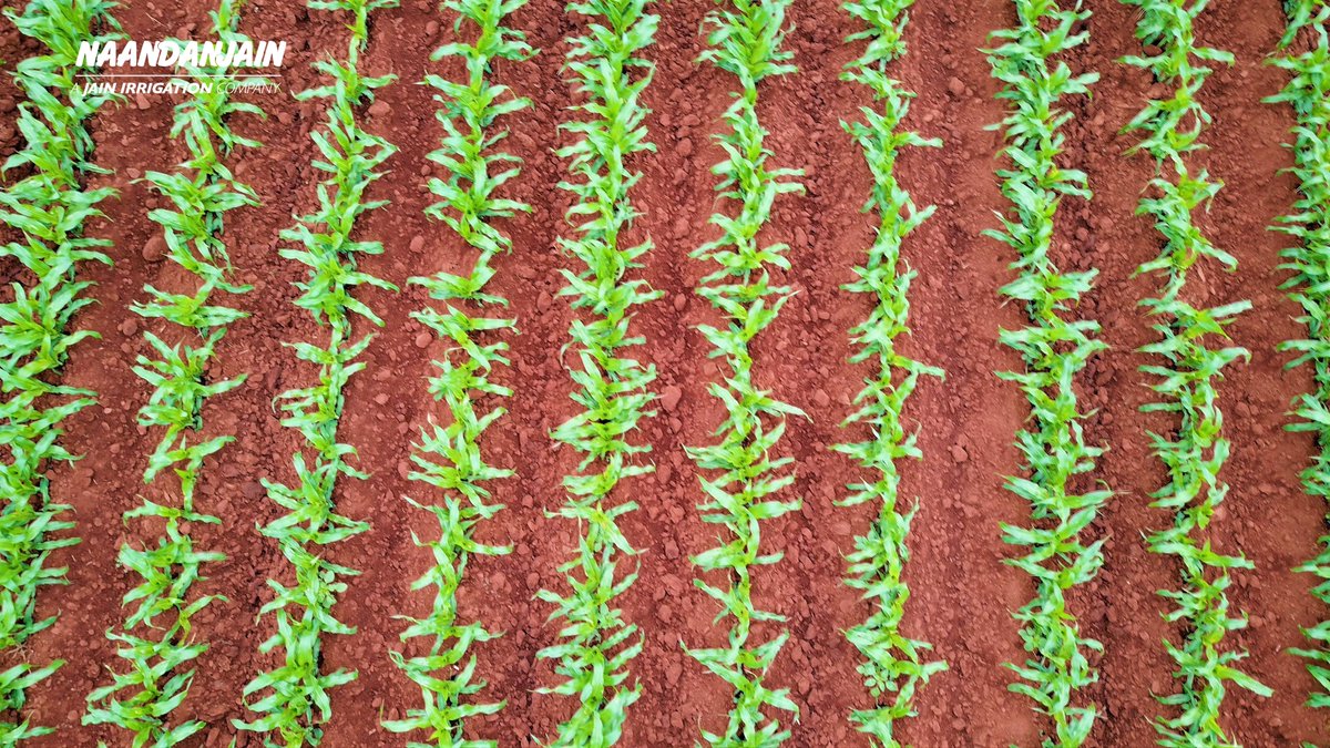 RivulisOfficial's tweet photo. #Transformation through (#sub_surface) #irrigation:
Buried underground, @NaanDanJain's #SDI_drip_irrigation transformed this farm in Mexico: covering it with uniformed, beautifully alined, healthy looking young corn plants.
#Green is defiantly the #color_of_success! https://t.co/mWQrf82oBq
