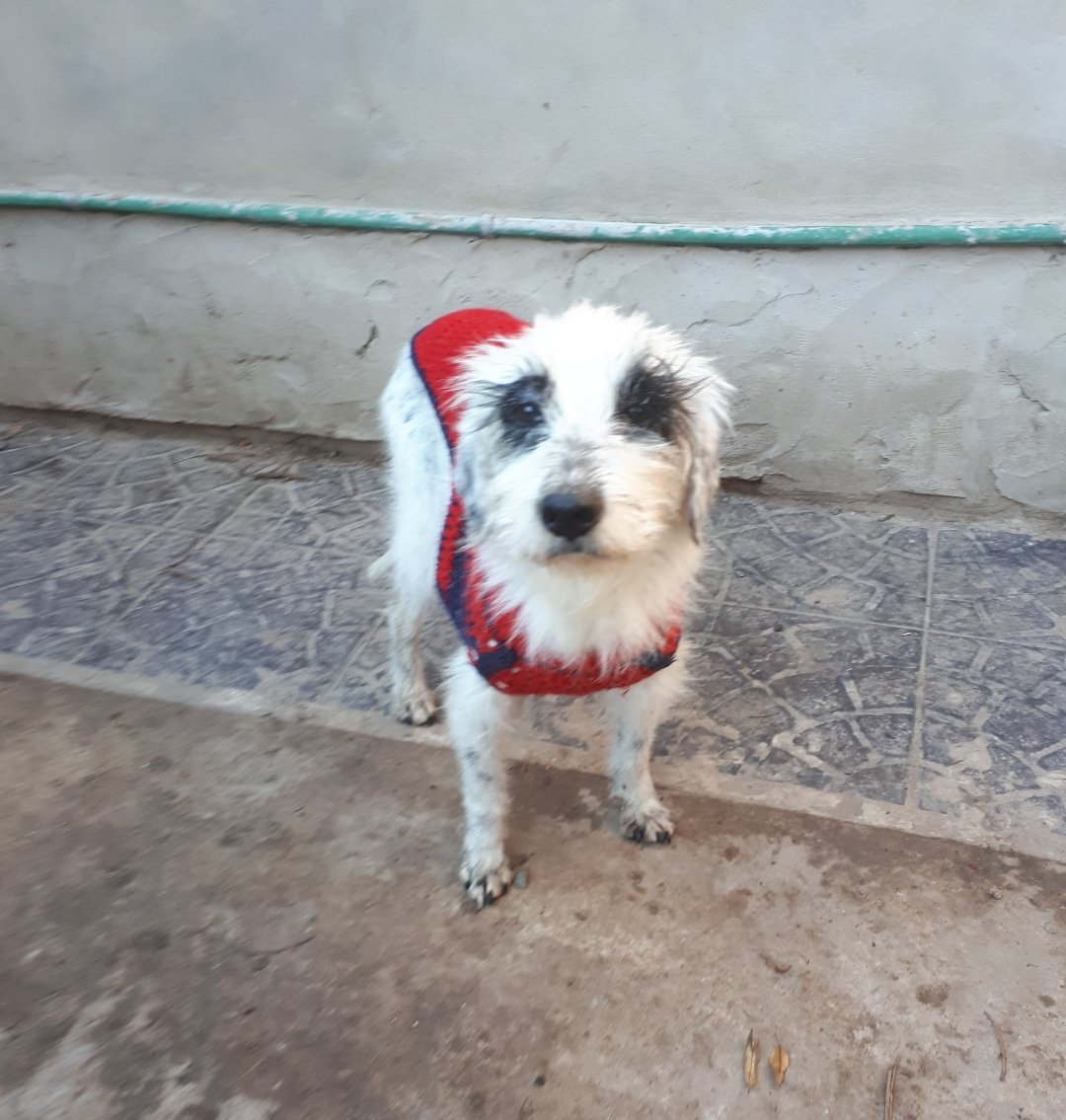 refugioenalerta's tweet photo. Pandita el nuevo rescatado busca madrinas querés sumarte? https://t.co/mRy52NF39j