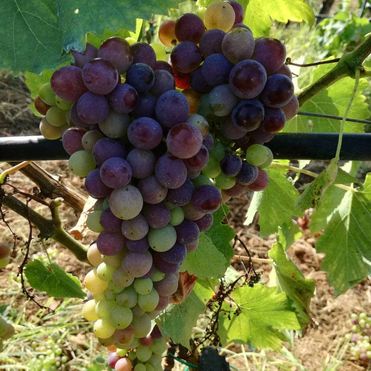 Bulichella tweet media