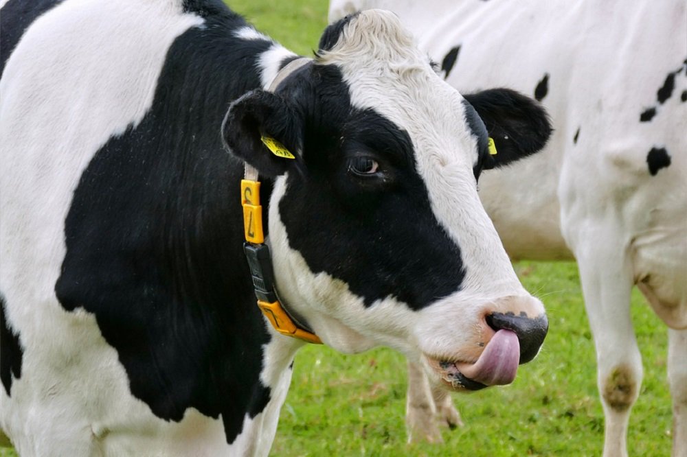 De Open Dag van <a href="/KiKampen/">ki-kampen</a> en Van der Sluis Agri krijgt steeds meer vorm. Om alvast een tipje van de sluier op te lichten: De bekende r#oodbonte #topper Jotani is met een #dochtergroep present! 👇🐮 melkveebedrijf.nl/nieuwsartikel/…