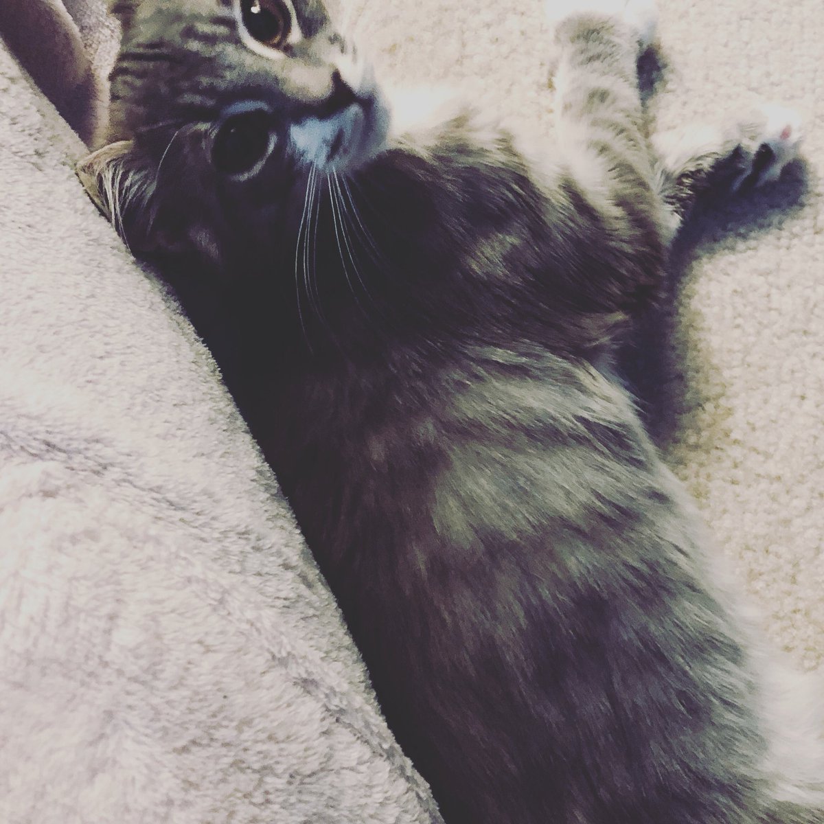 acslattin's tweet photo. Recovering after a shower is so much sweeter. #fibro #chronicfatigue #NeuroendocrineCancer #cats https://t.co/Y6dw8u0kJt