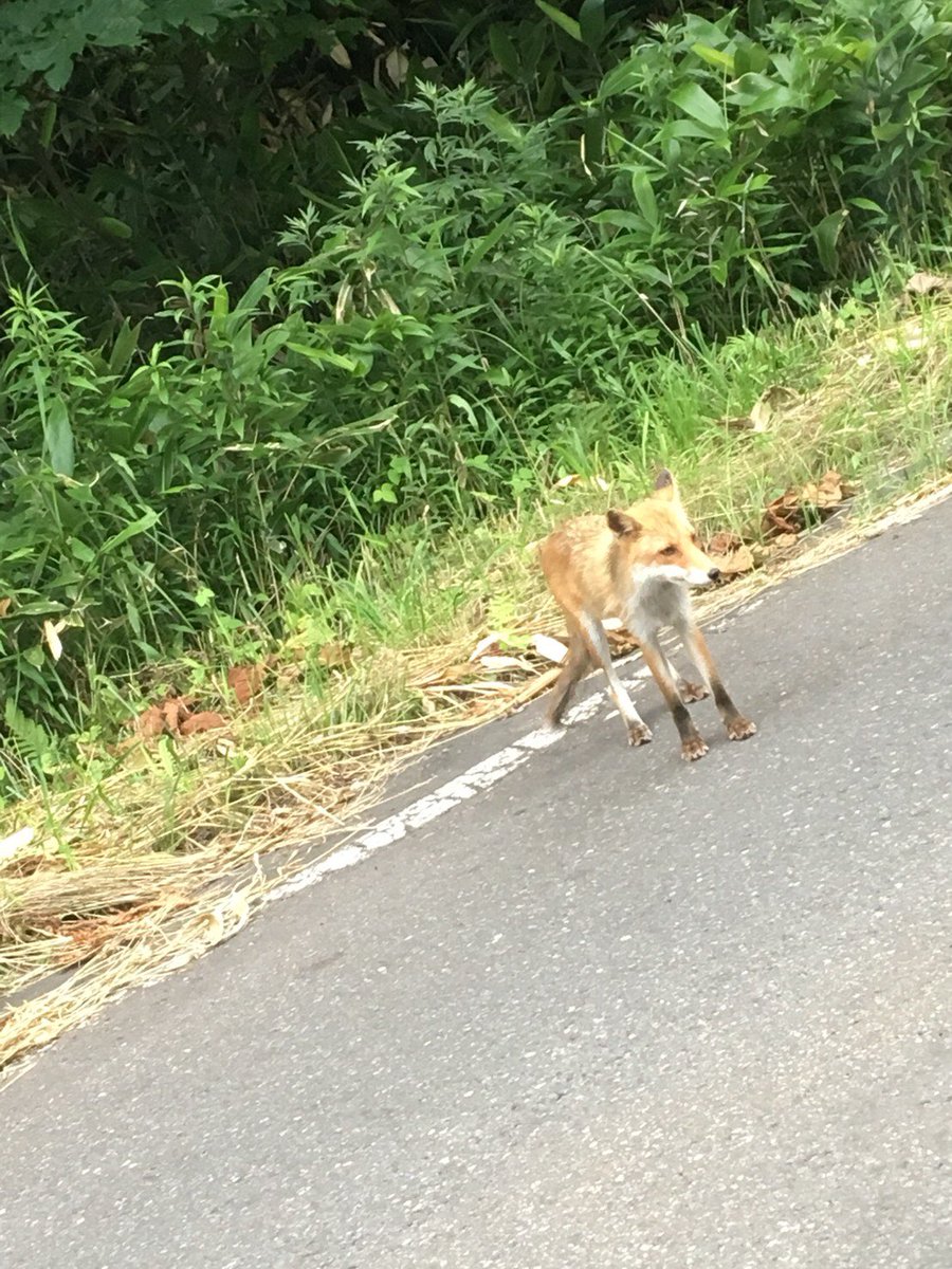 siraexile's tweet photo. 北海道で野生のキタキツネ発見 https://t.co/LSGRJ5o1Mu