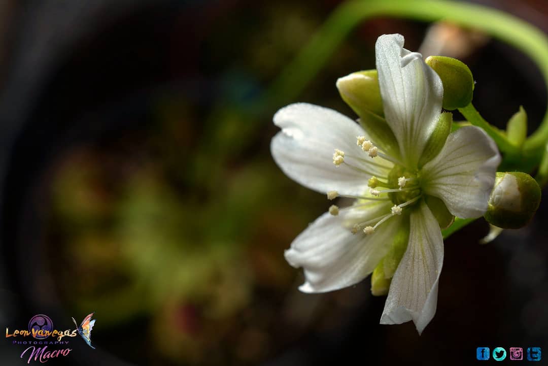 dracovanegas's tweet photo. Dead flower #venusatrapamoscas #plantacarnivora #dionaea #blue #leonvanegasphotography #leonvanegas #puebla #follow #shareitplease https://t.co/KdLVH62O7E