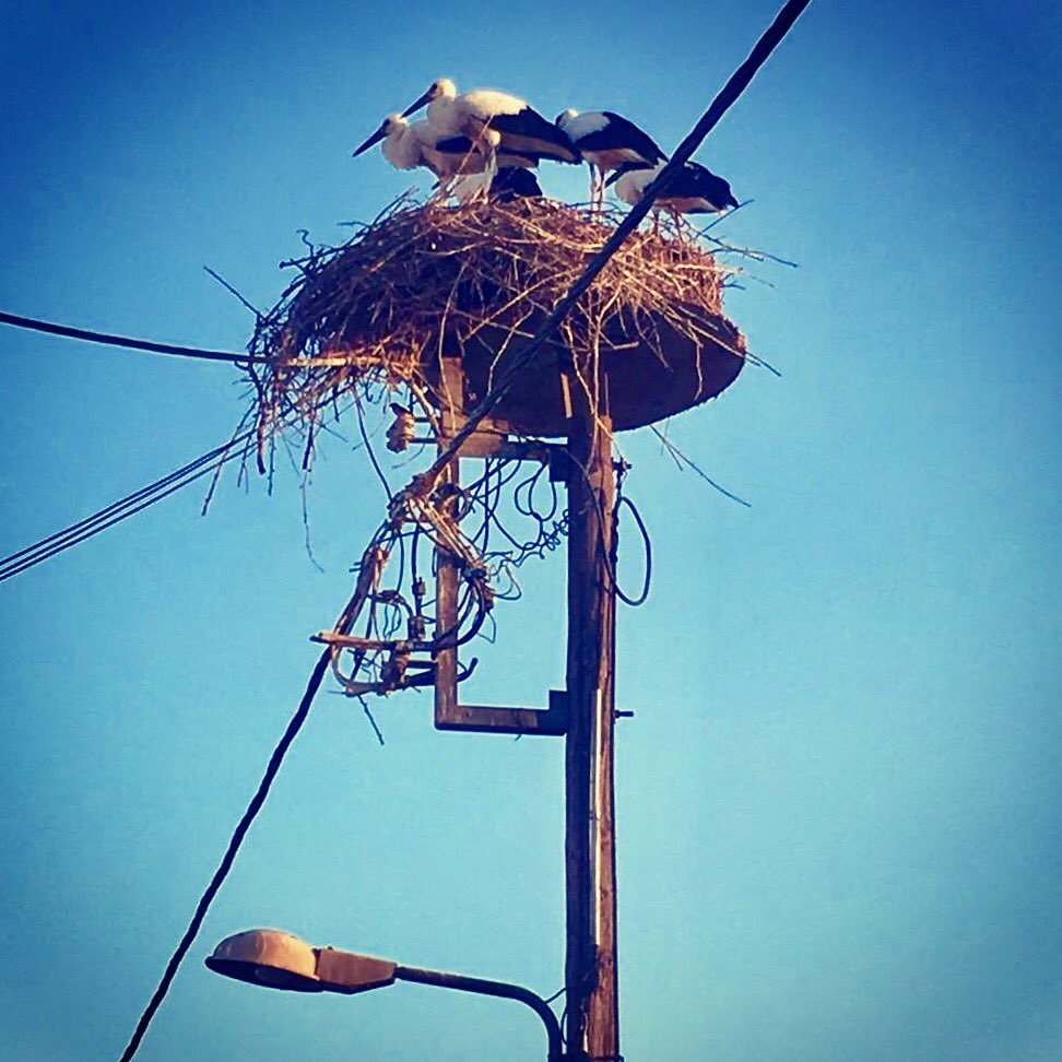 A better use for an electricity/ lighting pole #naturelovers #nature-takes-over 🐣 <a href="/VisitGreecegr/">Visit Greece</a>