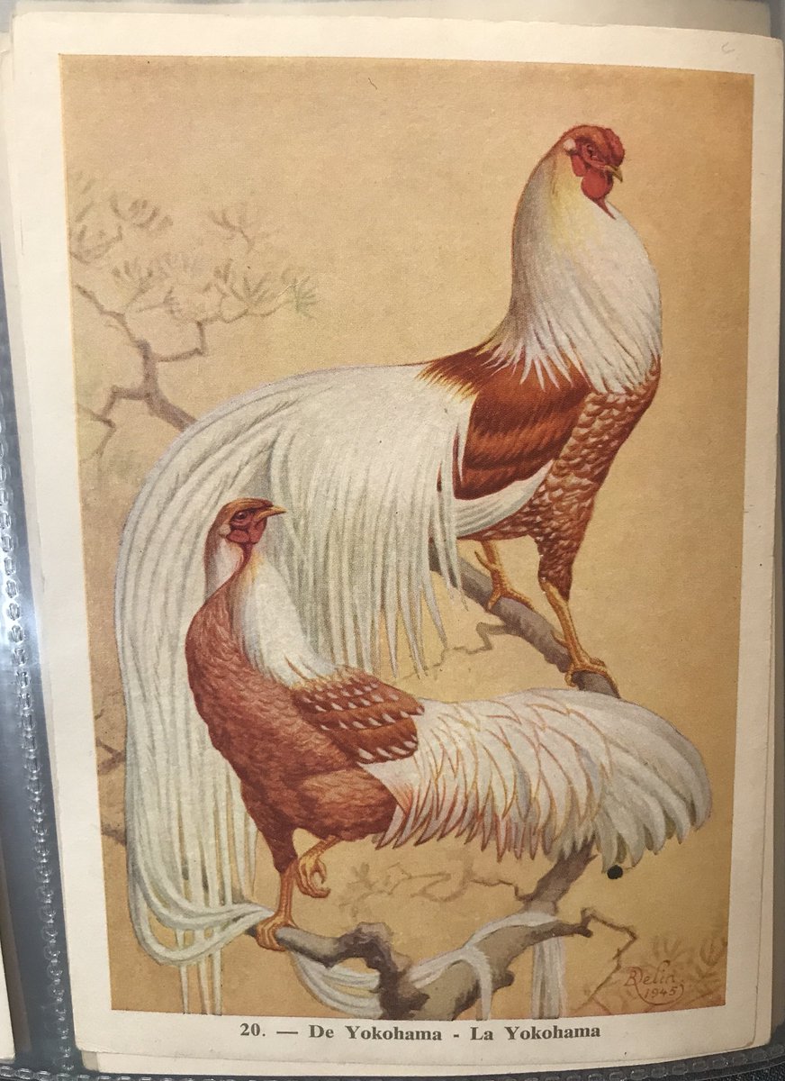 CardsJs's tweet image. I have never seen a chicken looking this elegant - from the set “Les Animaux De Belgique” #tradecards #yokohama #chicken #ephemera #vintage #collectable