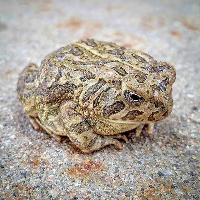SethLaGrange's tweet photo. A cute little Fowler's toad (Anaxyrus fowleri) I found in the landscaping by my house. A great guy to have around as they will eat many common insect pests.
#beardedbiologist #toads #anaxyrus #fowlerstoad #amphibiansofinstagram #wildlife #urbanwildlife … https://t.co/2JA2WMhdYy https://t.co/0EiQVa3crm