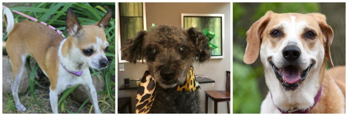 Guelph Humane Society tweet media