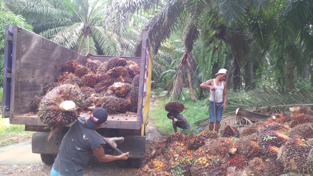 EZRAWIDHO's tweet photo. cerita sedih petani sawit di Bengkulu @jokowi https://t.co/r7atIClgEB