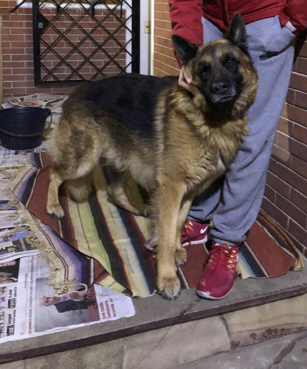 FloLemus's tweet photo. Busca a sus dueños!!! Lo encontramos el 22/7 en la rambla de punta carretas. Es macho. Joven. Súper tranquilo y educado. 🙏🏼RT 099155762-099663152 https://t.co/wQyirH94i6