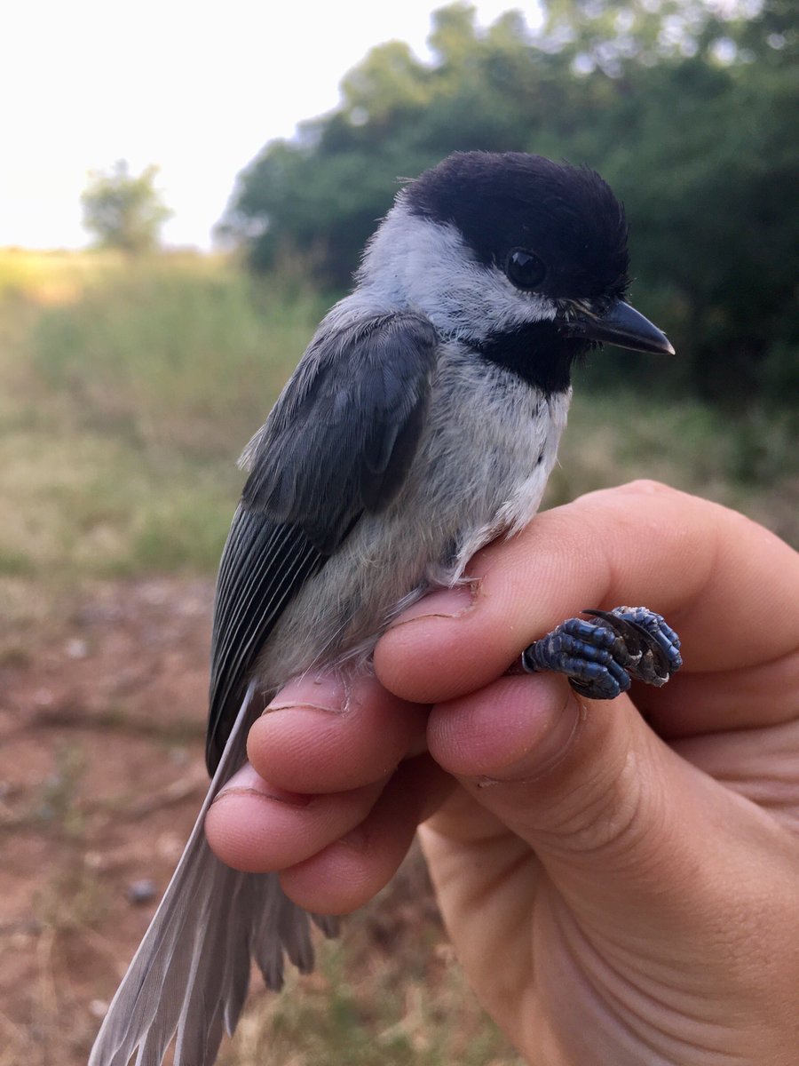 megroselli's tweet photo. Did you know Carolina Chickadees prefer to forage and are more likely to breed in areas w/ native plants?
Planting native trees & plants is a great way to attract more birds to your yard. Check out @DLNarango’s research for more about the importance of #plantingnative! https://t.co/R2c0ySkqQm