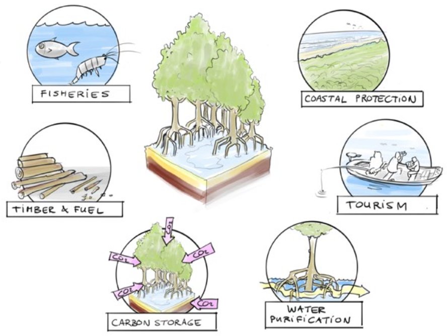 WetlandsInt's tweet photo. #mangrovematters So, let's embrace Ecological Mangrove Restoration approach to make mangrove restoration a success. #moremangroveplease #worldmangroveday https://t.co/c2aNdT5Mvw