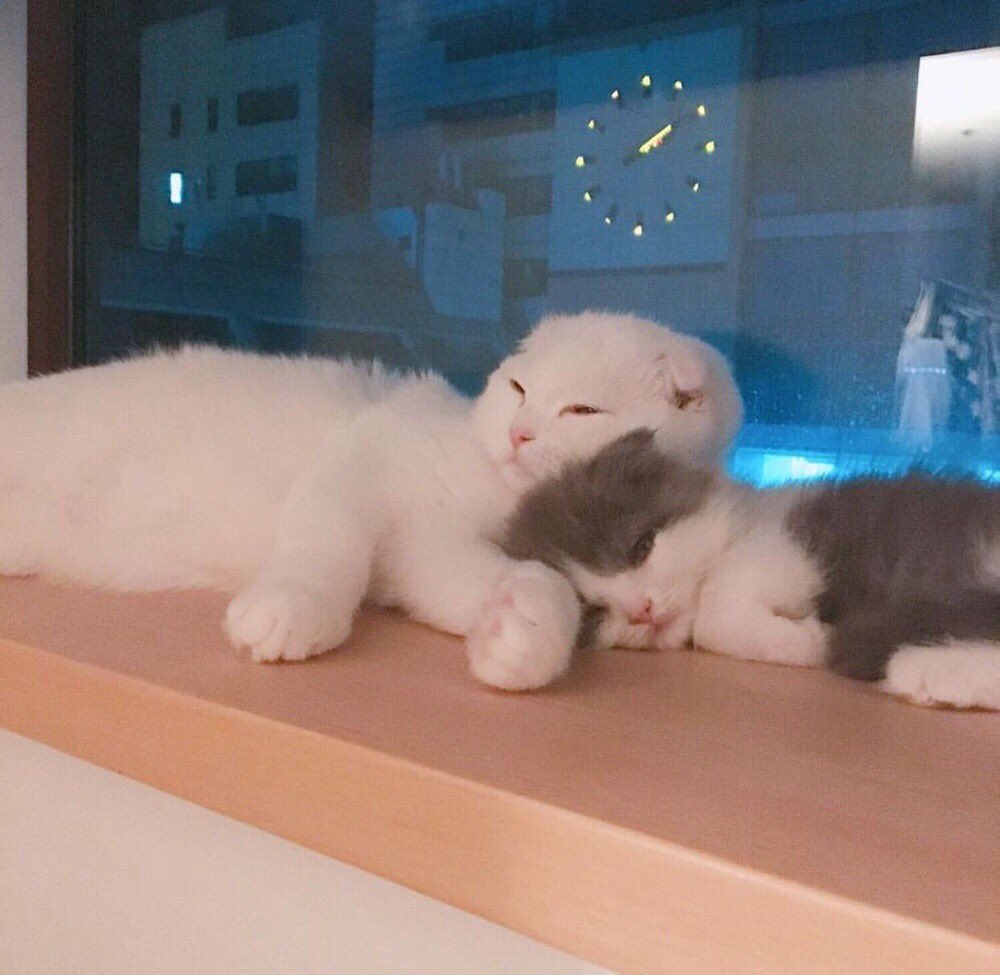aes2ticgrl's tweet photo. Yang cuddle yang @svtnbrf https://t.co/YojA3gxt2R