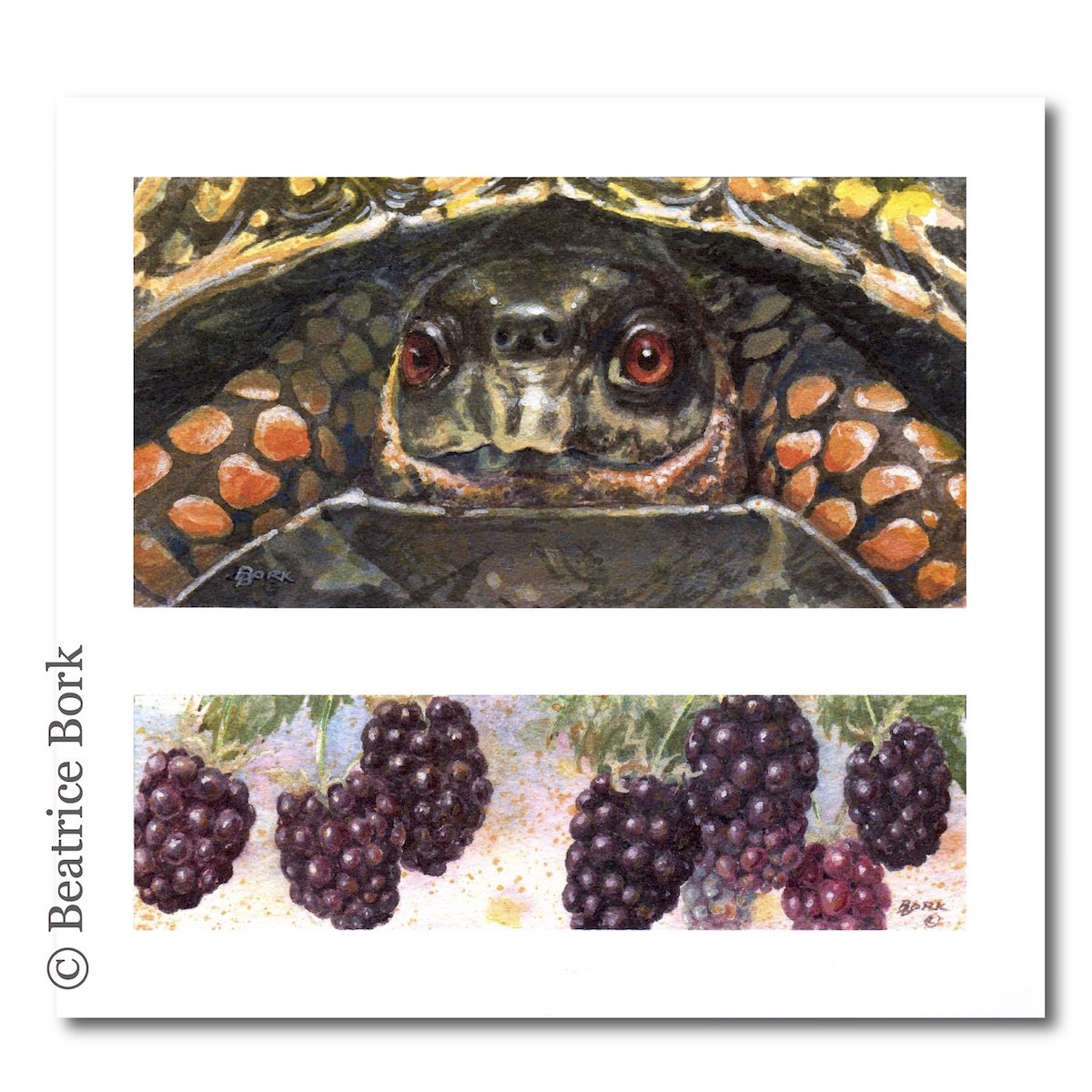 BeatriceBork's tweet image. Small diptych watercolor painting 3 x 3.5, "Dessert First" #watercolor #smallwork #gouache #animalart #reptile #turtle Eastern Box Turtle #berries #yummy #painting #art #lovinglife