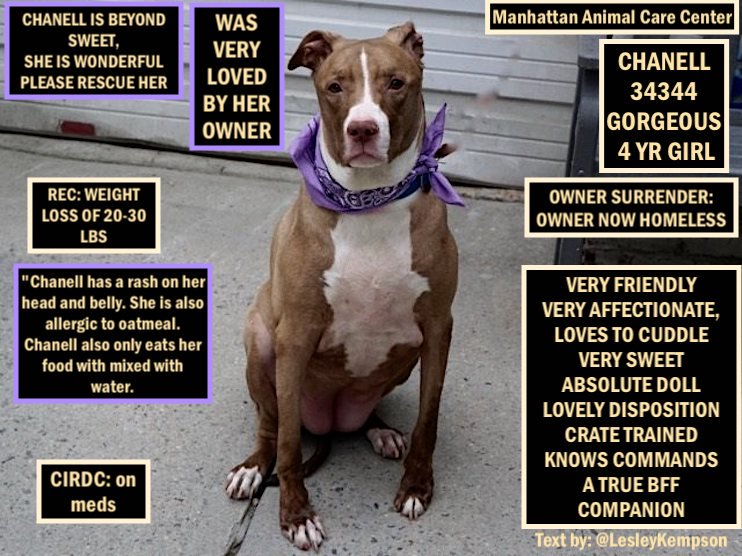 mary ellen faustini (@faustinimary) on Twitter photo Here are 4 DOGS FIGHTING FOR LIFE TODAY, MON, #nycacc: DENIM, PETRIFIED, TANK, MAX,10, & CHANELL. Can u open ur ❤,& 🏡 2 SAVE A LIFE? #foster #adopt #pledge.🆘️Get help NOW, pls: facebook.com/mldsavingnycdo… can Priv Msg too newhope.shelterbuddy.com/Animal/List, or MustlovedogsNYC@gmail.com🆘️ Here are 4 DOGS FIGHTING FOR LIFE TODAY, MON, #nycacc: DENIM, PETRIFIED, TANK, MAX,10, & CHANELL. Can u open ur ❤,& 🏡 2 SAVE A LIFE? #foster #adopt #pledge.🆘️Get help NOW, pls: facebook.com/mldsavingnycdo… can Priv Msg too newhope.shelterbuddy.com/Animal/List, or MustlovedogsNYC@gmail.com🆘️