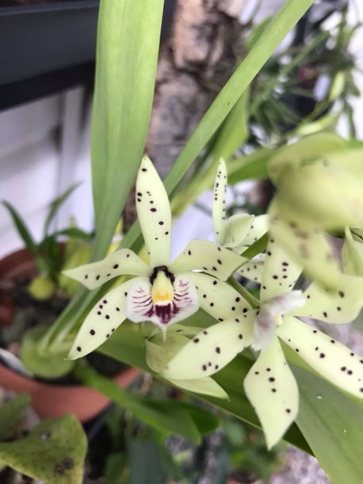 OdMorchid's tweet photo. #Prosthechea Edith Arakawa
#Orchidée d'un membre OdM/ OdM member #orchid
#Photo #Pic #flower #fleur #mtl #qc https://t.co/mF8tILlv4e