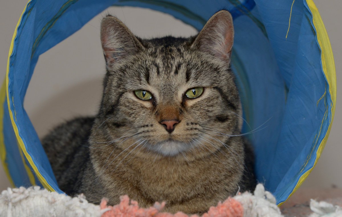 ChwkSafeHaven's tweet photo. #GoodMorning! Thank you to all of our global followers for all the RT's, likes & follows last week from #SafeHavenCats YZ & welcome @Oshidoll! Part of our Mission is to represent senior cats, who are #LongTimeResidents, by providing them a permanent 'Haven' to live out their life https://t.co/qll12nYICt