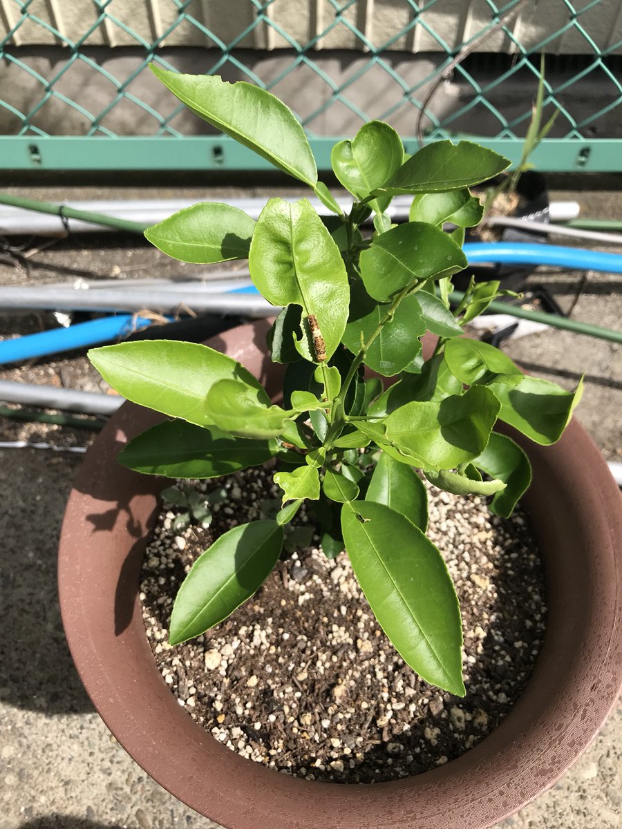 大平貴之 Twitter પર 大切に育てているグレープフルーツの苗 アゲハの幼虫がついて葉をモリモリ食べている 駆除するのは可哀想である どうしたものか悩んでいる 柑橘の葉っぱ持ってる人いたらください