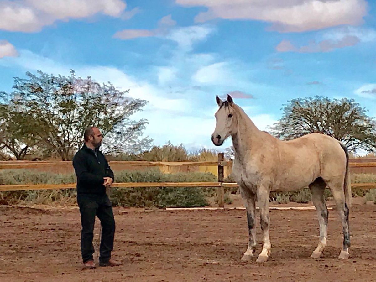 TMallku's tweet photo. Este fin de seana se realizó con éxito el Taller Entrenamiento en Libertad, #PieaTierra de #MarianoCafferata en nuestro Parque #PuriBeter. Se trabajó el vínculo entre las personas y los #caballos a través de la confianza. Agradecemos a todos los asistentes! #aprendizajeconequinos https://t.co/wWveT8HF5h
