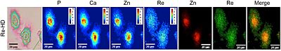 Nanoscopium beamline tweet media