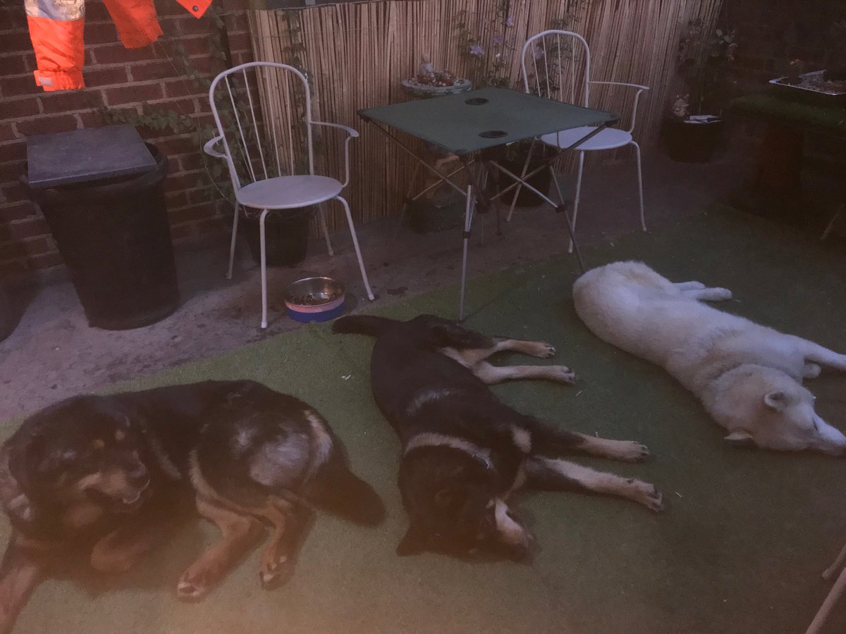 My pack of dogs in evening