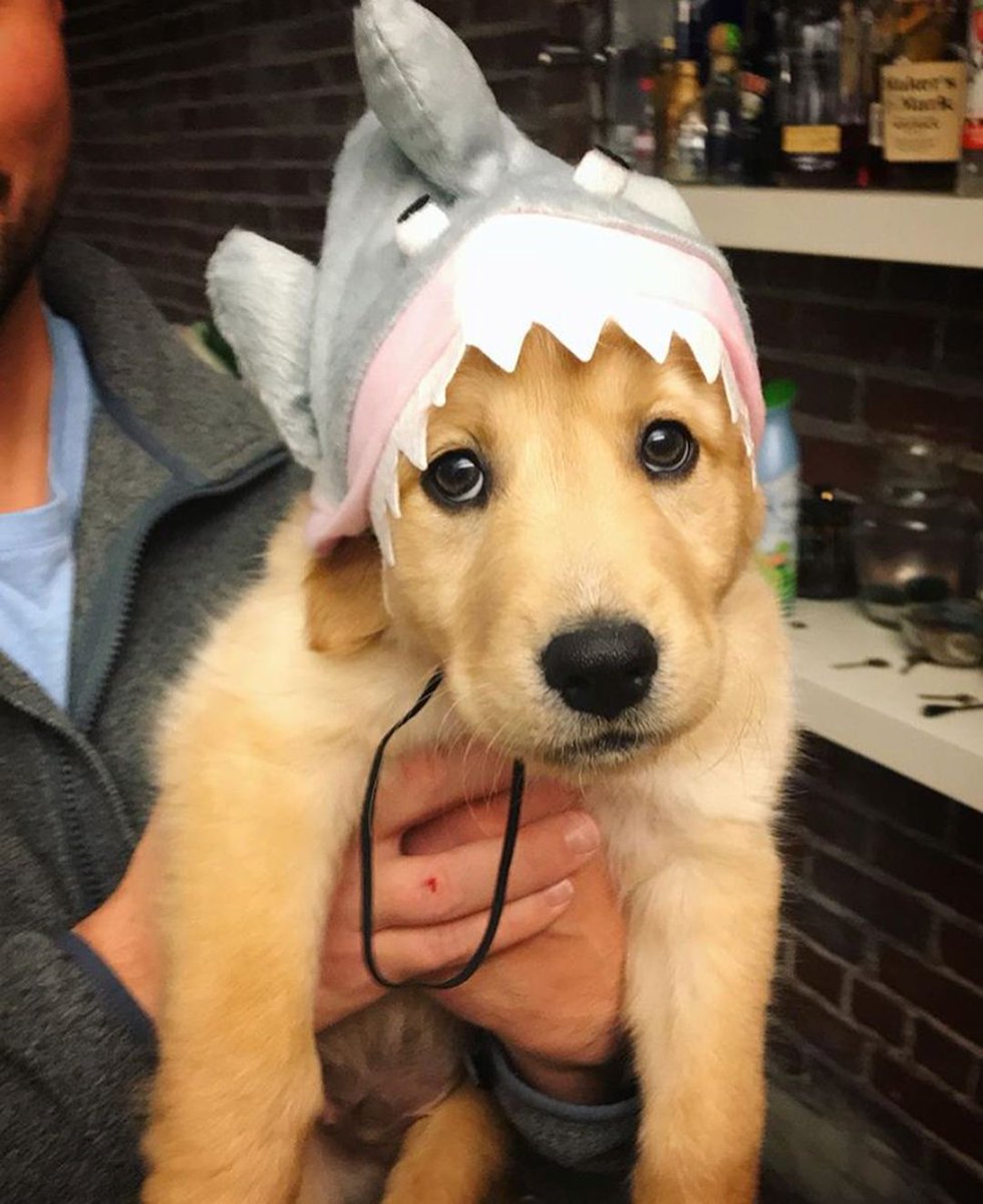 Beware... it’s Shark Week! 🦈
📷: @shark_the_pups
🦈
🦈
🦈
#goldenretriever #GoldenRetrievers #cutegoldens #Puppies #cute 
#SharkWeek #SharkWeek2018 #shark #SharkTank