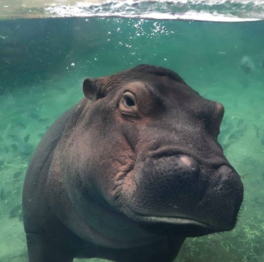 CincinnatiZoo's tweet photo. A #FionaFix for your Monday! #TeamFiona https://t.co/kty3b1MY5M