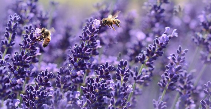 Bees are big pollinators, carrying and dropping off the pollen that helps to keep Mother Nature chugging along - if you'd like to attract more to your garden, these could be the plants you need to grow: bit.ly/2ynvgmZ