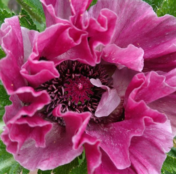 There's just over one week to submit your entries for #BrumInBloom2018! Remember this year there's a Neighbourhood Young Person/Group Award and a Neighbourhood Helping Hand Award up for grabs!  Enter here: socsi.in/bibcomp2018_aL…