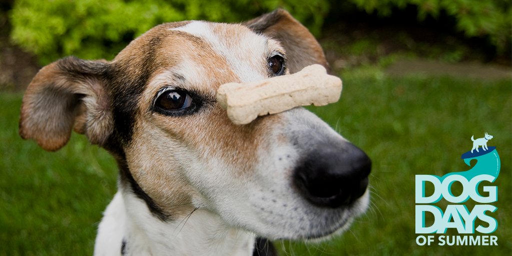 OneMain's tweet image. If your pup thinks treats are paw-some, try these DIY recipes to celebrate the #OMFDogDays of summer: spr.ly/6018DS3WY