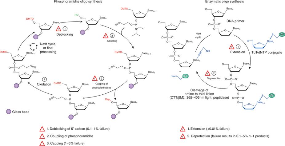A new route to synthetic DNA go.nature.com/2uWgSgM #synbio #NBTNV