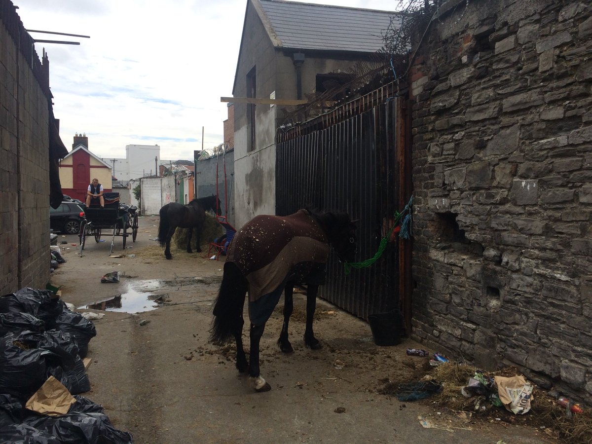 I wandered up that narrow laneway to find these horses hanging out, showing how all kinds of industry could be taking place just off this busy city street, without passers by being aware at all.