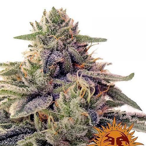 grow_shop's tweet photo. Shiskaberry feminizada de Barney's Farm, tiene vistosos colores morados y púrpuras, gran producción de resina y sabor delicioso. https://t.co/20JD2hlg52 #marihuana #medical #medicinal #weed #marijuana #kush #cannabis #ganja #love #relax #chillcom #life #bud #greenlife #maryjane… https://t.co/b8doRgKEVI