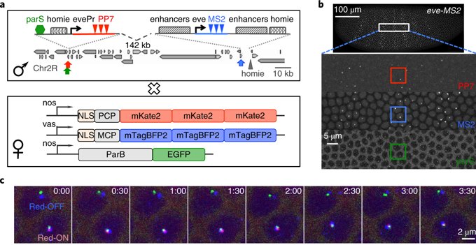 Dynamic interplay between enhancer–promoter topology and gene activity (Chen et al.) go.nature.com/2LuAS4k