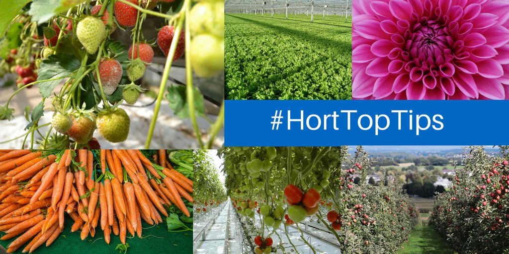 certis_belchim's tweet photo. #HortTopTips #Spruzit contains six different natural pyretrins and rapeseed oil to help with resistance management of diamond back moth populations https://t.co/hrSxjLKyS8 https://t.co/BH2oa7550A