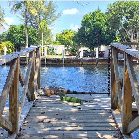 JungleQueenFL's tweet photo. How is your Monday so far? Is it as chill as this? #JungleQueenIsland #DiscoverFtLauderdale #MoreThanABoatRide #CoolAnimals #GotFun #NoToMondayBlues https://t.co/bfa2VoluaE