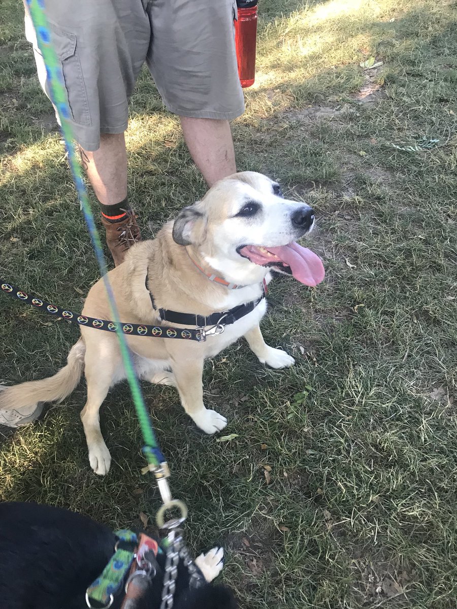 Deephs4Dogs tweet picture