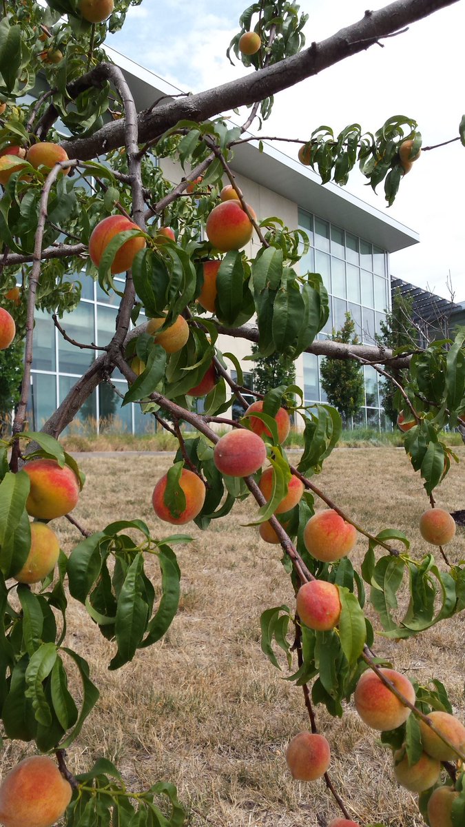 brysev85's tweet photo. Small in stature, big on flavor @KStateOlathe #ediblelandscapes #reallocalfood #fruitjuicechin #justpeachy https://t.co/0dyqF1bAtc