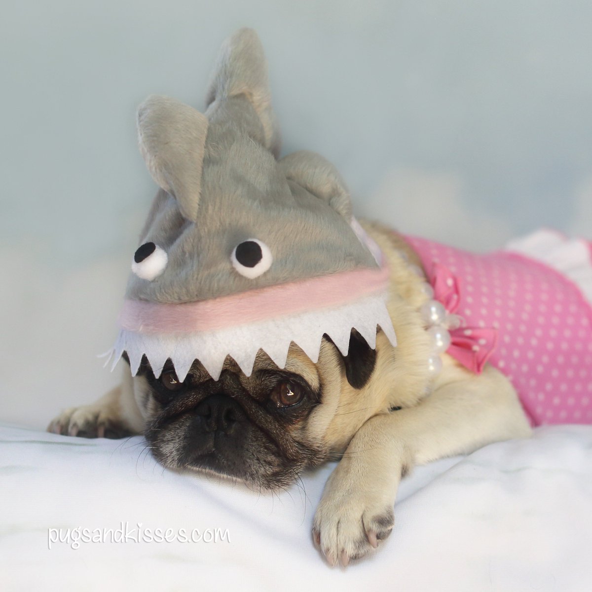 lvpugsandkisses's tweet photo. When Mom orders you a "sun hat" online and it looks NOTHING like you thought it would. #sharkweek🦈 #notmystyle😝😡#feelinghumiliated🤦♀️#mavislouise #lvpugsandkisses https://t.co/wZG38MYsNo