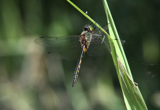 BBC Wildlife tweet media