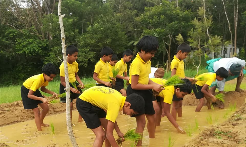 KodaguConnect's tweet photo. This is how our education system should be. Practical and connecting with nature. 

Students of Deviah Memorial Preparatory School in Virajpet take part in paddy transplantation activity. https://t.co/4sPMAcfsbb