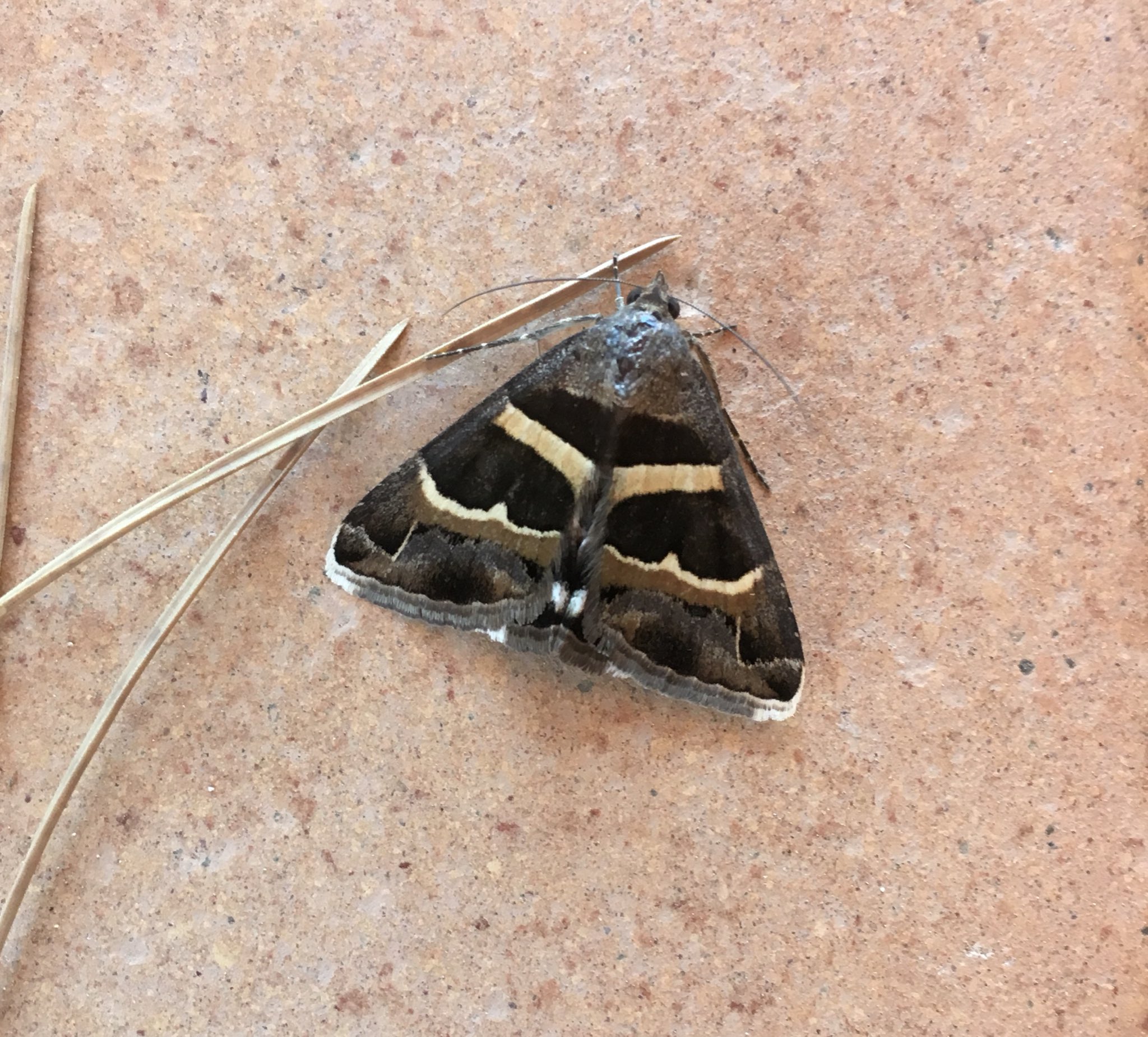 J Moss on Twitter "Put the moth trap out last night while I’m here in