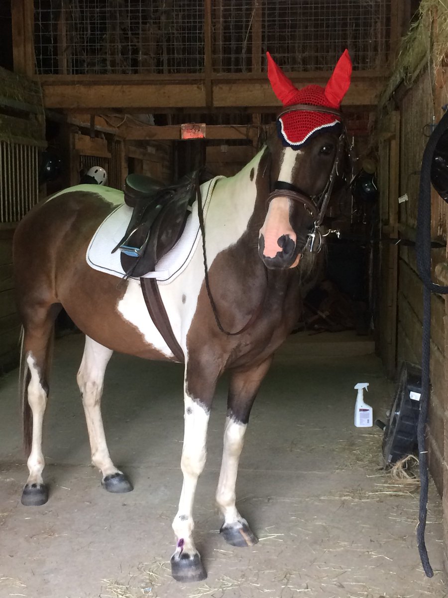 caitsweeneey's tweet image. can we just appreciate how cute he looks with his new fly bonnet (also he looks so tubby here but i sWEAR he’s actually too skinny rn)