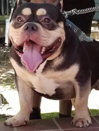 D_BPhotography's tweet photo. New Dog Alert: Haven’t had time to take my own pic...but Welcome Mr Bear to the Byrd household #Bully #NeighborhoodBully https://t.co/HPhVpanvIC