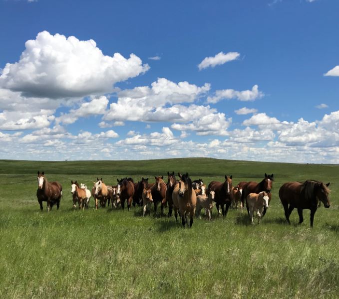 calgarystampede's tweet photo. Ever wonder where the most elite equine athletes of the rodeo world go after they put on The Greatest Outdoor Show on Earth? They join a herd of more than 500 horses who spend their days in a natural herd environment on the 22,000 acre Calgary Stampede Ranch. https://t.co/wqhPeFHvW7
