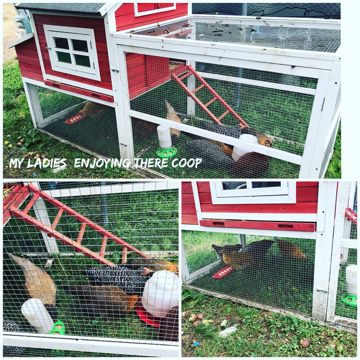 BrendaStarr86's tweet photo. @chickenlife @fresheggs @lovemygirls https://t.co/rFgsdc2Db3